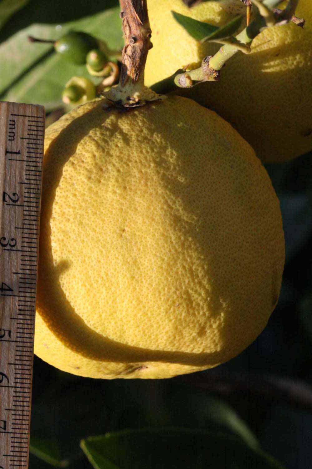            Fruit (Riverside, CA)   